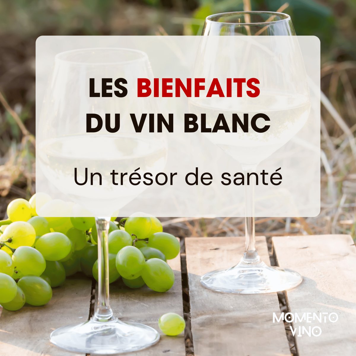 Les bienfaits du vin blanc : un trésor de saveurs et de santé à découvrir - Momento Vino | Solutions pour le stockage du vin